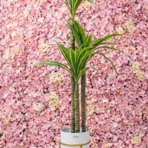 Planta decorativa de interior, conocida como Dracaena fragrans o Palo de Brasil